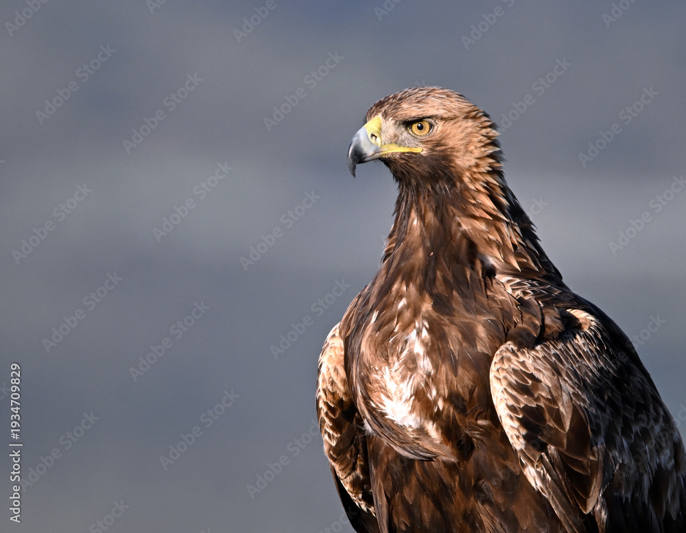 Obraz premium a majestic golden eagle in the mountain on spain