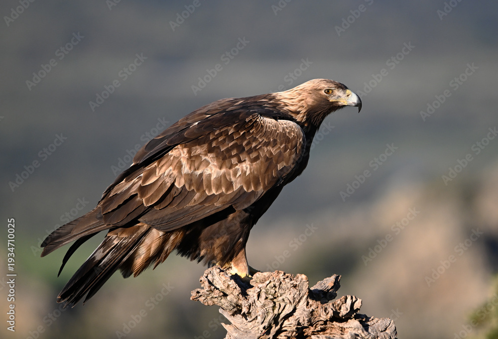 Fototapeta premium a majestic golden eagle in the mountain on spain