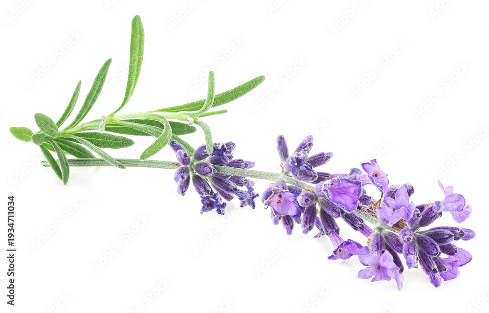 Fototapeta premium Fresh lavender flower blossom and green leaves isolated on a white background. Aromatic flowers, alternative medicine concept.