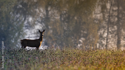 Roe deer in wildflower meadow at golden hour, misty forest background