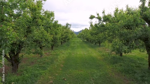 Aerial drone footage of widespread fruit orchards in the American West.