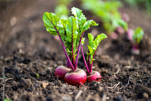 Fresh red beetroots growing in dark garden soil with green leaves. Perfect for agriculture, organic farming, and health food.
