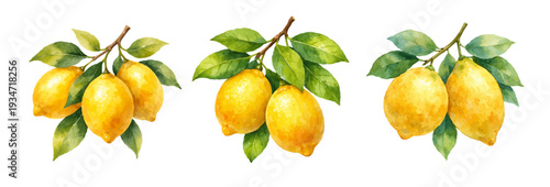 A charming watercolor collection of lemon tree branches with ripe lemons for citrus packaging and branding.