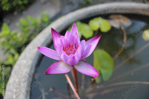 Lotus Lily at pond with green leaves