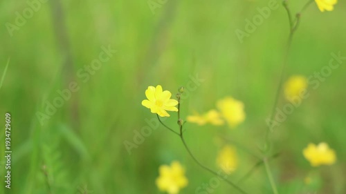 Delicate yellow buttercup flowers blooming in a lush green meadow during spring. 