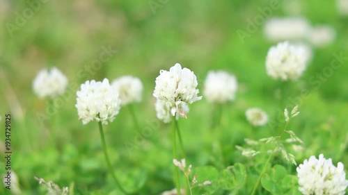 White clover flowers blooming in green meadow with soft bokeh