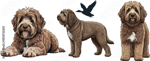 Barbet dog standing lying down multi pose set vector illustration