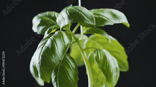 Wallpaper Mural Close-up of vibrant green basil leaves against a dark background Torontodigital.ca