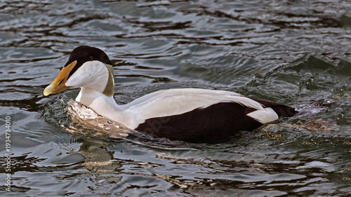 Eider Duck
