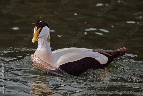 Eider Duck