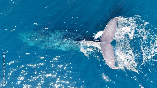 Obraz na płótnie Aerial views of Baja California, Mexico, showcasing the region’s extraordinary marine wildlife and coastal beauty