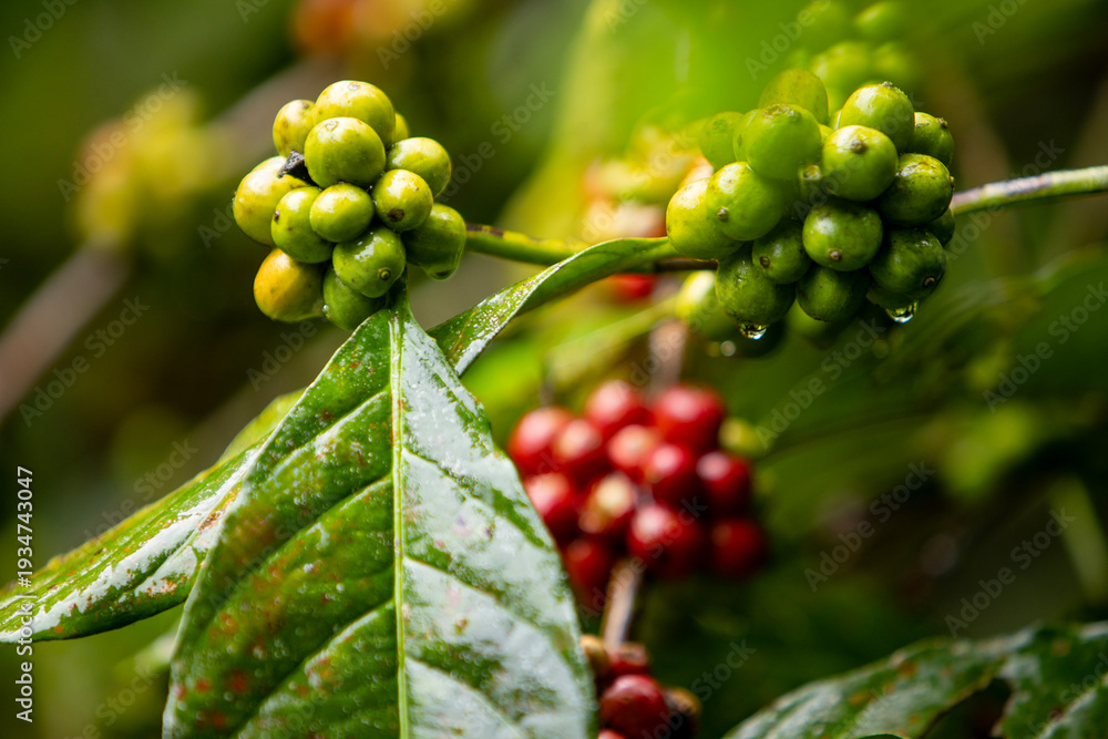 Obraz premium Close up fresh red and green coffee cherries in coffee plantations