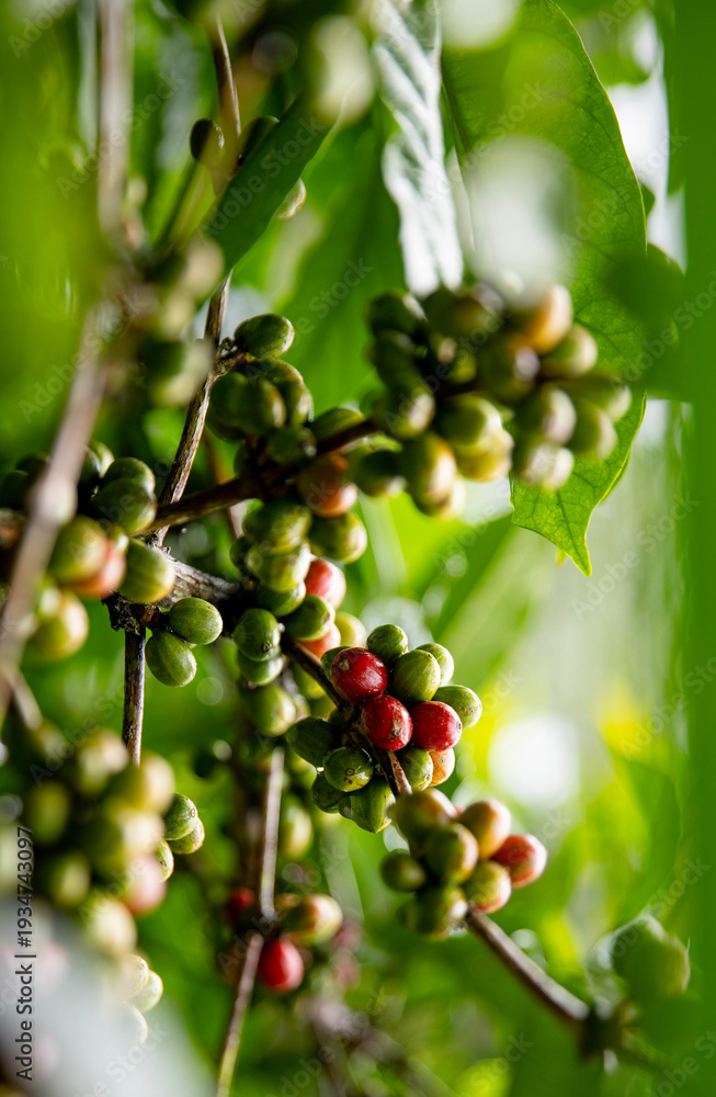 Obraz premium Close up fresh red and green coffee cherries in coffee plantations