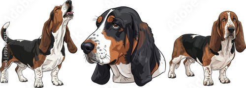 Basset Artesien Normand dog howling headshot standing pose set