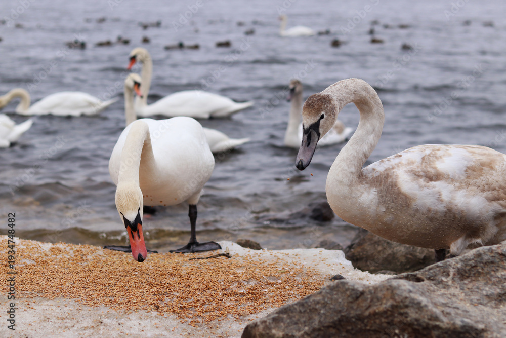 Obraz premium Close-up of swans eating grain on the bank near the river. Birds in winter, selective focus. Large beautiful white swans eat grain spilled on the ice in winter. Nature. Wild swans