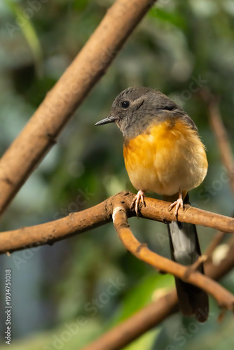 Photography White-rumped shama rainforest portrait photography closeup