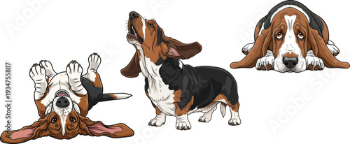 Basset Hound dog howling lying down belly up relaxed pose set