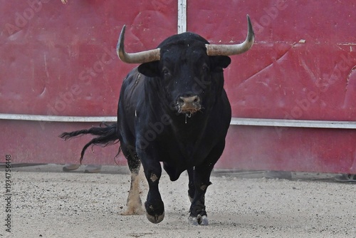 toro negro mamifero animal negro