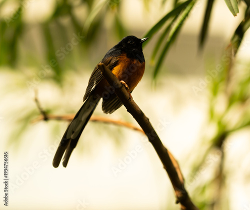 Photography White-rumped shama rainforest portrait photography closeup