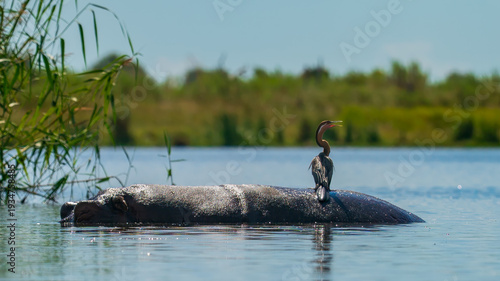 African Darter Perched on Submerged Hippopotamus in River