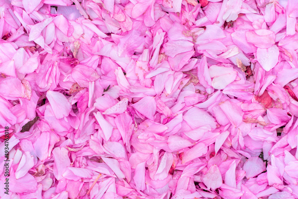 Fototapeta premium Sidewalk Covered with Pink Blossom Petals