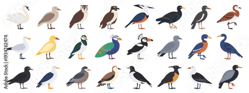 Diverse Collection of Bird Illustrations on White Background