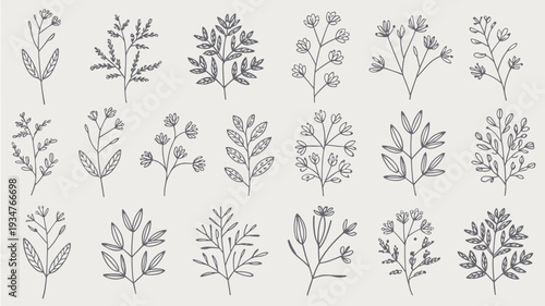 Collection of delicate hand-drawn botanical branches