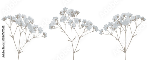 Three Delicate Sprigs of Baby's Breath Flowers gypsophila