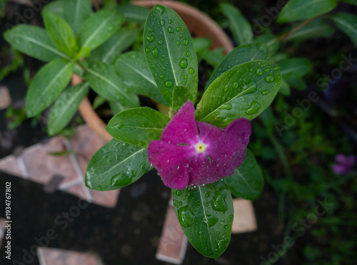Pink and purple flower, traditional to the province of Guanacaste, Costa Rica