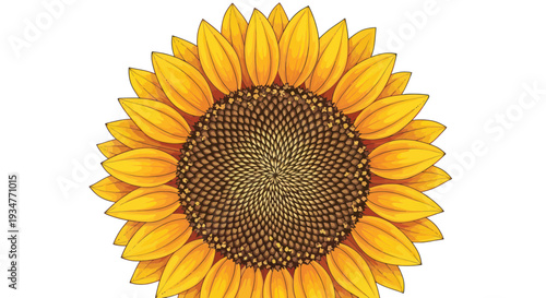 Close-up of a bright yellow sunflower head with detailed petals and seeds on white background