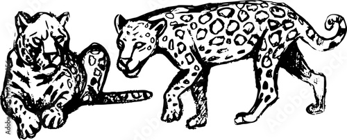 Wild Amazonian leopards: walking and lying down. Artistic hand drawn ink sketch of two jaguars