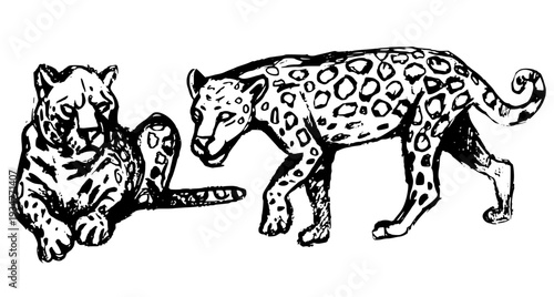 Wild Amazonian leopards: walking and lying down. Artistic hand drawn ink sketch of two jaguars