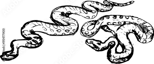 Artistic hand drawn sketch of two anaconda snakes. Rough pencil texture vectorized illustration