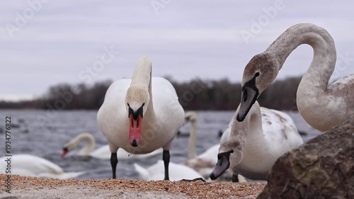 Close-up of swans eating grain on the bank near the river. Birds in winter, selective focus. Large beautiful white swans eat grain spilled on the ice in winter. Nature. Wild swans. Wild bird feeding p