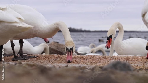 Close-up of swans eating grain on the bank near the river. Birds in winter, selective focus. Large beautiful white swans eat grain spilled on the ice in winter. Nature. Wild swans. Wild bird feeding p