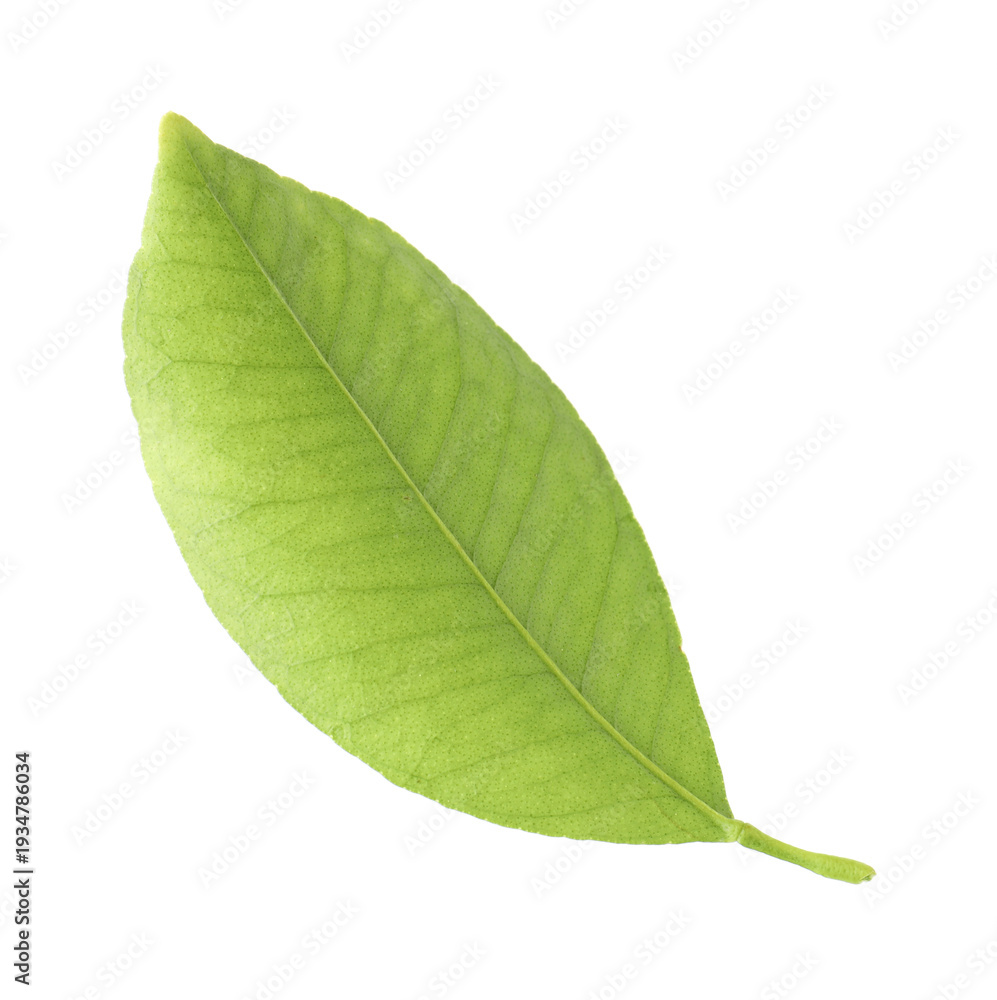 Obraz premium Fresh green leaf of citrus plant isolated on white