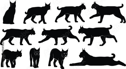 Lynx silhouettes vector set, wild cat poses, sitting, walking, prowling, standing, lying down, wildlife illustration, animal anatomy design collection
