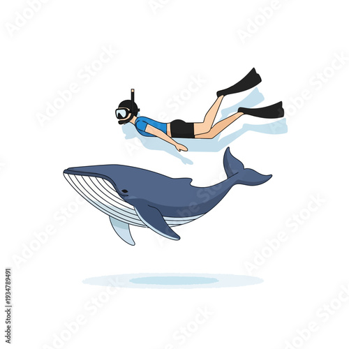 Snorkeler Swims With Blue Whale Underwater Ocean Sea Life Adventure