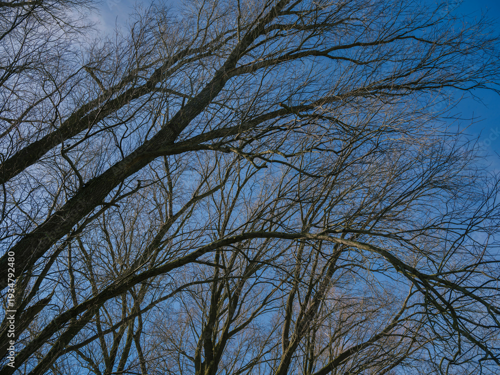 Obraz premium Silhouetted bare tree branches forming intricate pattern against clear blue spring sky