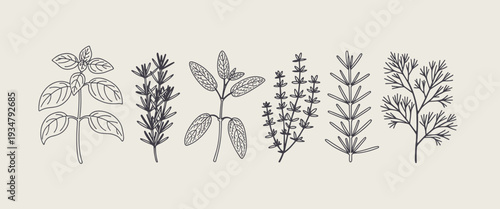 Herbal Plants and Spices Line Art Illustrations on Cream Background vector