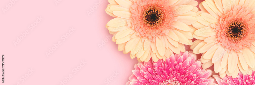 Fototapeta premium Banner with gerbera flowers on a pink background. Place for text.