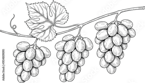 Detailed Black and White Hand Drawn Vector Sketch of Ripe Grape Bunches on a Vine with Leaves for Wine Labels Vineyard Branding and Organic Food Packaging