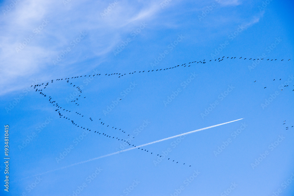 Obraz premium Kranich (Grus grus)