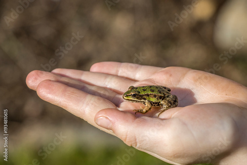Bilde på lerret Teichfrosch (Pelophylax esculentus)