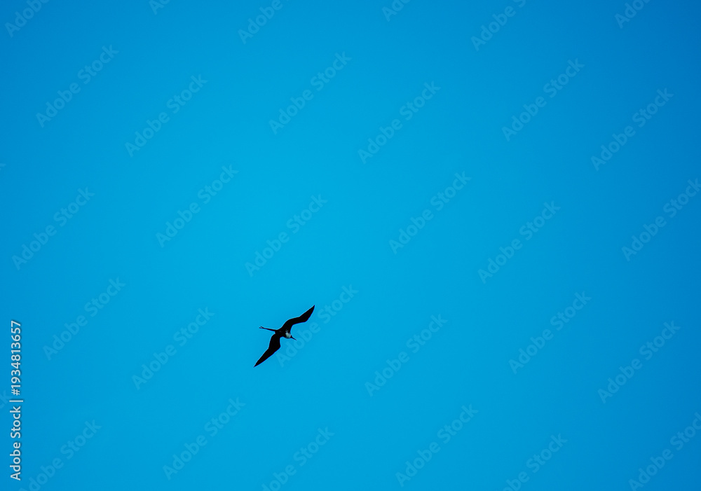 Obraz premium Silhouette of a frigatebird flying in a clear blue sky in the Galápagos Islands, Ecuador. Minimalist composition with large copy space. Concept of freedom, travel, solitude and open sky.