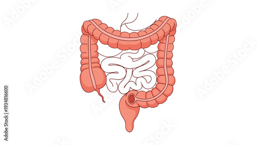 Anatomical illustration of the human digestive system highlighting the large and small intestines in detail on a clean simple background.
