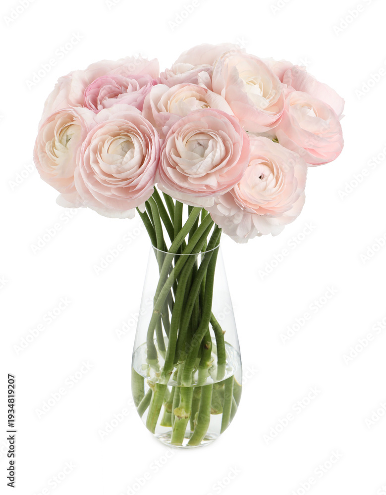 Obraz premium Beautiful ranunculus flowers in glass vase isolated on white
