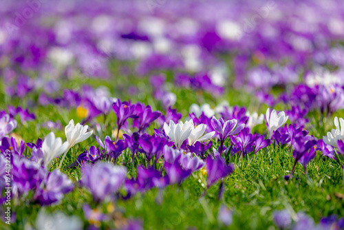 Selective focus of multicolour of crocus in green grass meadow, The flowers are one of the brightest and earliest spring bloom, Crocus is a flowering plants in the family Iridaceae, Natural background