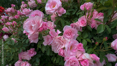 Photo of beautiful pink rose flowers in 
nature in sunny botanical
garden. Buds of flowering plants.