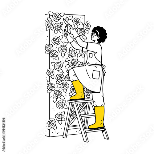 Hand drawn style illustration of woman pruning roses on garden trellis from a ladder